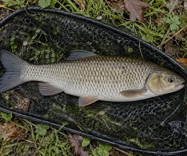 Poisson dans une épuisette humide, vu de près pour observer les détails d’identification