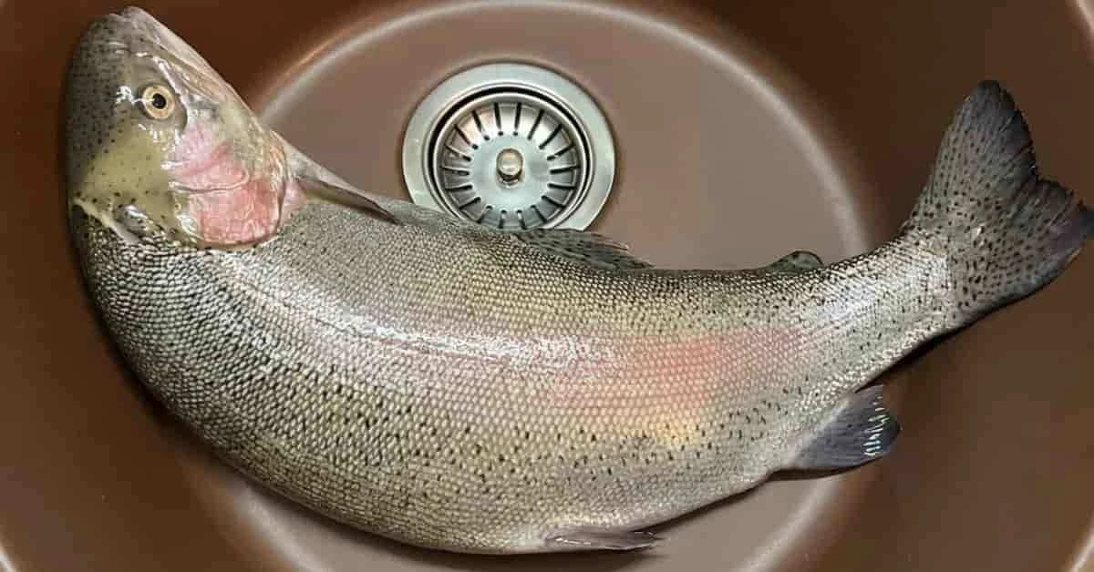Poisson entier à motifs tachetés posé dans un évier